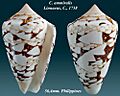 Conus ammiralis 3