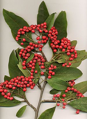 Cotoneaster frigidus.jpg