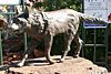 Dampier Red Dog, Western Australia (cropped).jpg