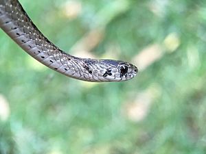 Dekay's Brownsnake Head Closeup