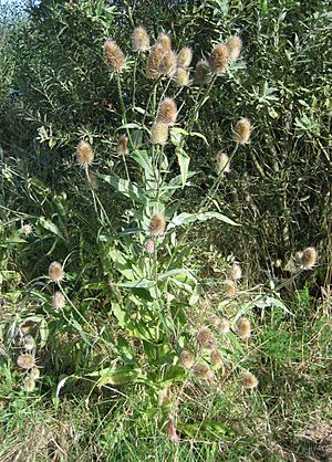 Dipsacus fullonum1.jpg