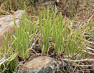 Dudleya edulis 2.jpg