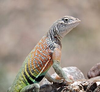 Earless lizard (cropped)