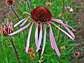 Echinacea pallida 003