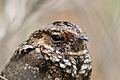 Endangered Puerto Rican nightjar face (7840009282)