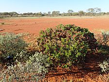 Eremophila fraseri parva (habit)