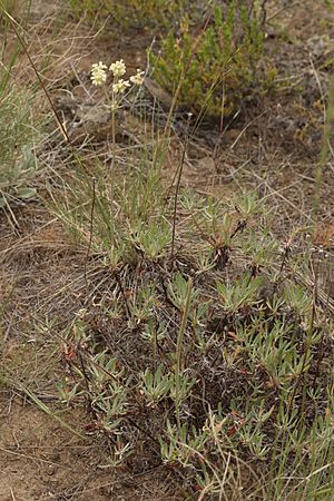 Eriogonum heracleoides 0084.JPG