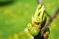 Ficus bud