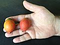 Foxtail Palm fruits