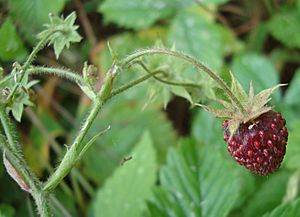 Fragaria moschata detail.JPG