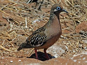 Galapagos Dove RWD2