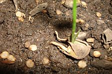 Germination and humus