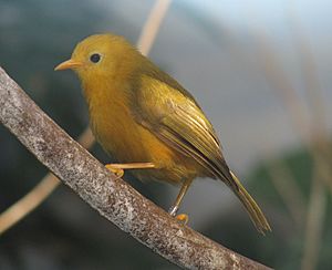 GoldenWhiteEye