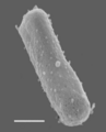 Halobacterium salinarum NRC-1