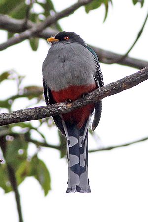 Hispaniolan Trogon (Priotelus roseigaster) (8082799519).jpg