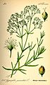 Illustration Gypsophila paniculata0