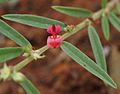 Indigofera linifolia blossom