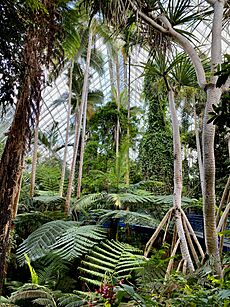 Interior of Bicentennial Conservatory, Adelaide Botanic Garden