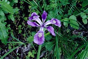 Iris tenax