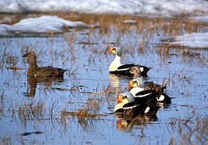 King Eiders