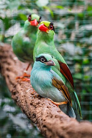 Kraska krátkoocasá Zoo Praha 2