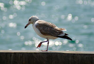 Larus ichthyaetus