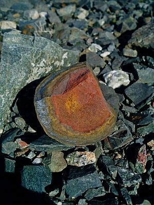 Limonite concretion