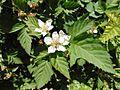 Loganberry flowers