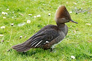 Lophodytes cucullatus -Vogelpark Walsrode -female-8a