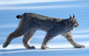 Lynx Canadensis