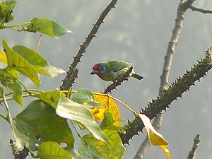 Malabar Barbet