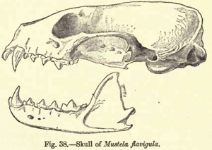 Martesflavigulaskull