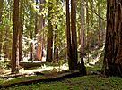 Montgomery Woods (cropped).jpg