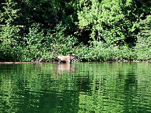 Moose in Thorofare