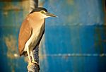 Nankeen Night Heron Fremantle Harbour.jpg