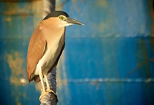 Nankeen Night Heron Fremantle Harbour