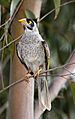 Noisy-Miner4