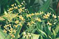 Oncidium macronix