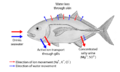 Osmoseragulation Carangoides bartholomaei bw en2