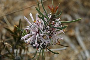 Petrophile linearis - Pixie Mops.JPG