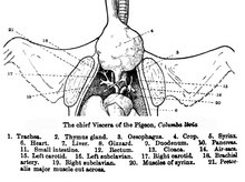 PigeonAnatomy cropped 1