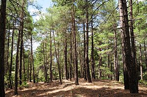 Pinus brutia, Findikli 5