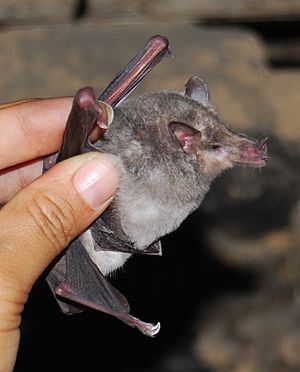 Platalina genovensium-JMaloMolina-Acos Peru-09 10 2010.jpg