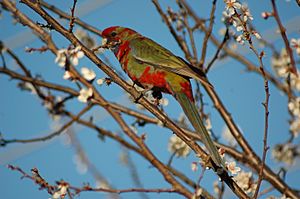 Platycercus elegans -Canberra-8a