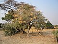 Plocepasser mahali -Okovango Delta, Botswana -nests in acacia tree-8