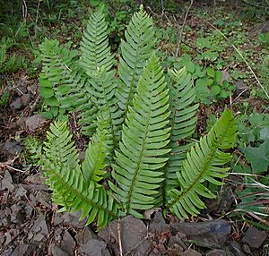 Polystichum munitum (Jami Dwyer) 001.jpg