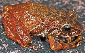 Pristimantis jamescameroni (juvenile).jpg