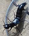 RSCN5202 GT Rove Beetle