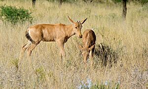 Red Hartebeests (Alcelaphus buselaphus) (6628347615)