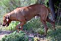 Ridgeback on trail